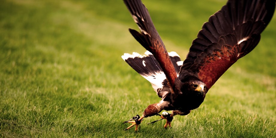 Falconry Bell Bewits Medium  Male Harris Hawks Male Goshawks Kangaroo Leather 